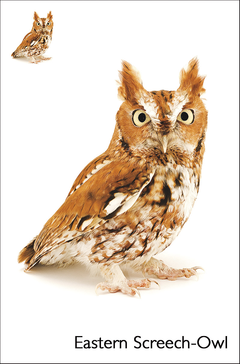 Curious Critters 5-in-1 Educational Card Game - Image 2
