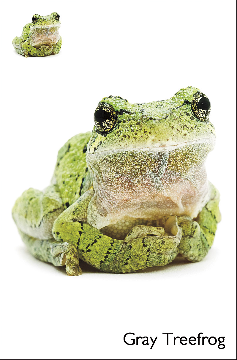 Curious Critters 5-in-1 Educational Card Game - Image 3