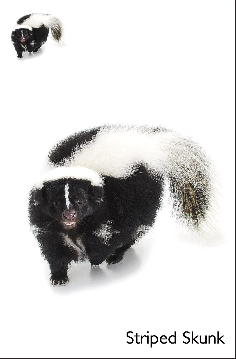 Curious Critters 5-in-1 Educational Card Game - Image 6