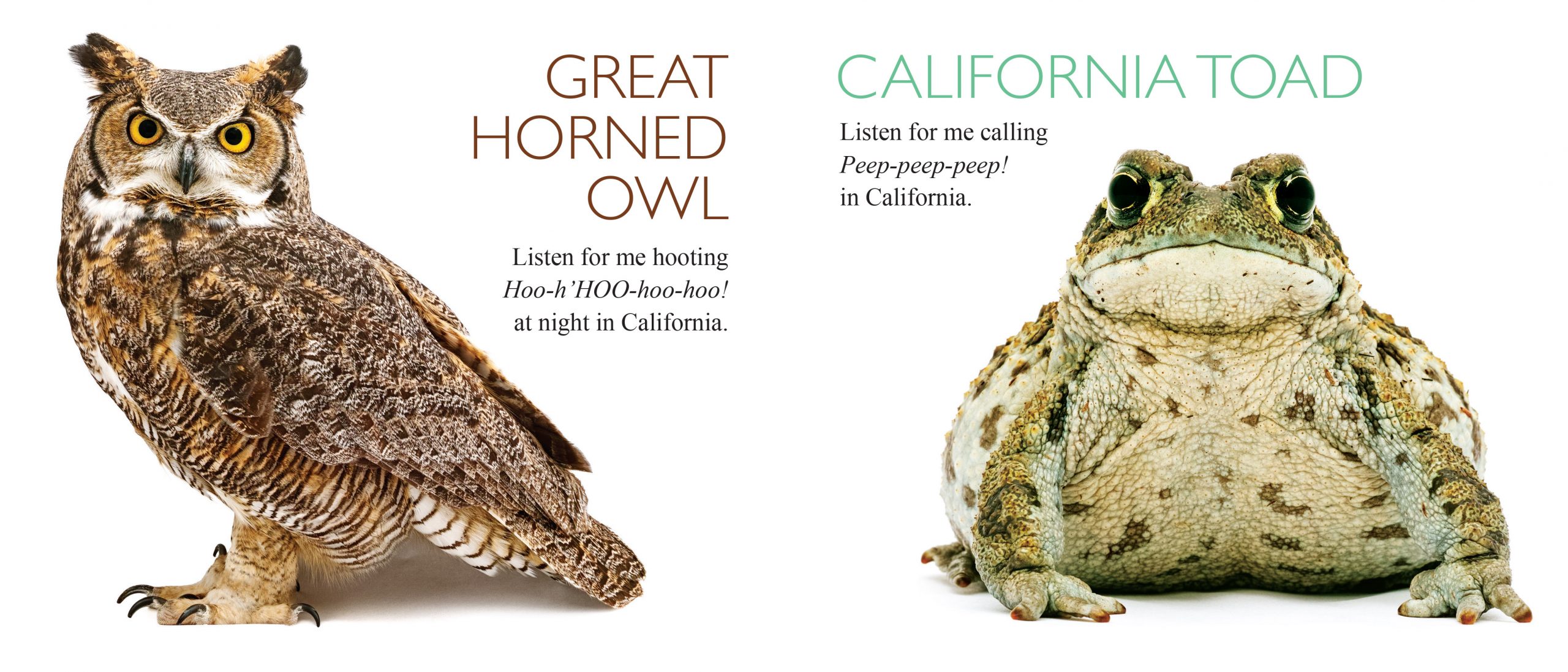 Curious Critters California - Image 2