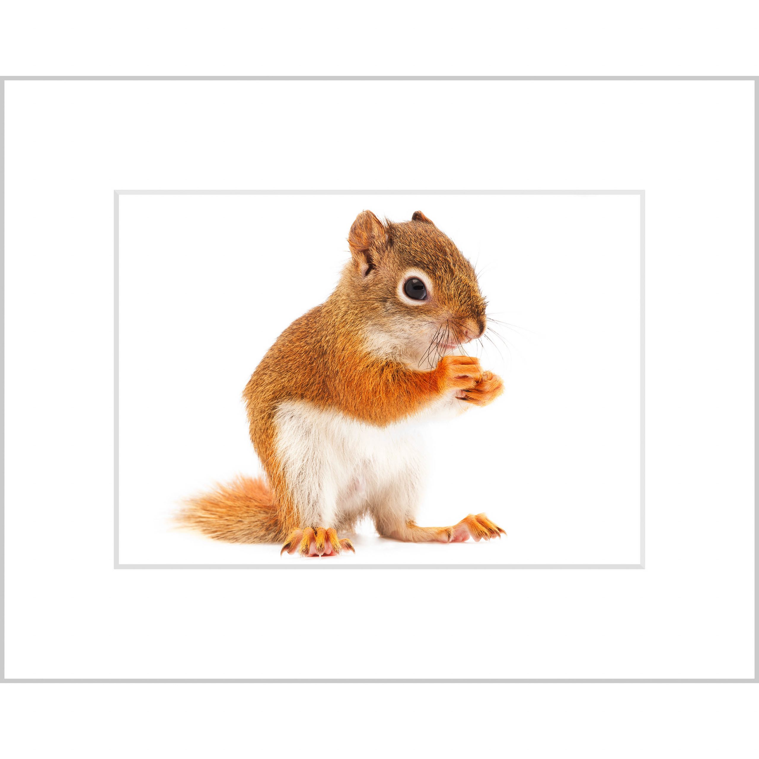 Red Squirrel