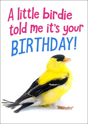American Goldfinch Birthday Card