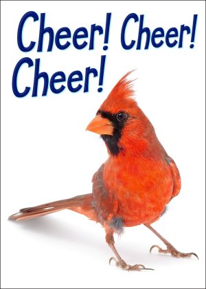 Cheery Northern Cardinal