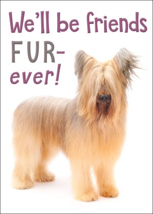 Briard Friendship Card