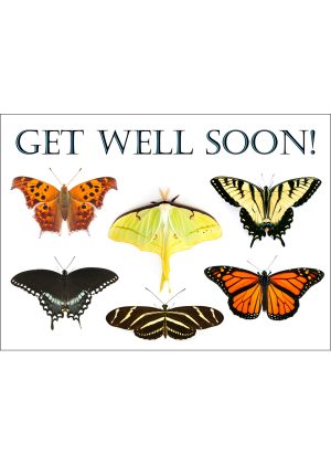 Butterflies & Moths Get Well Soon Card