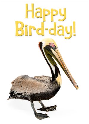 Brown Pelican Birthday Card