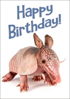 Nine-Banded Armadillo Birthday Card