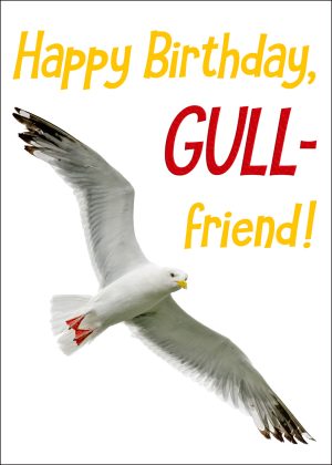 Herring Gull Birthday Card