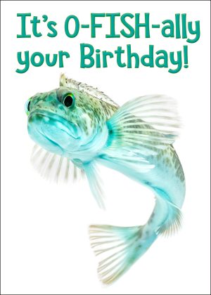 The o-FISH-al Lingcod Birthday Card