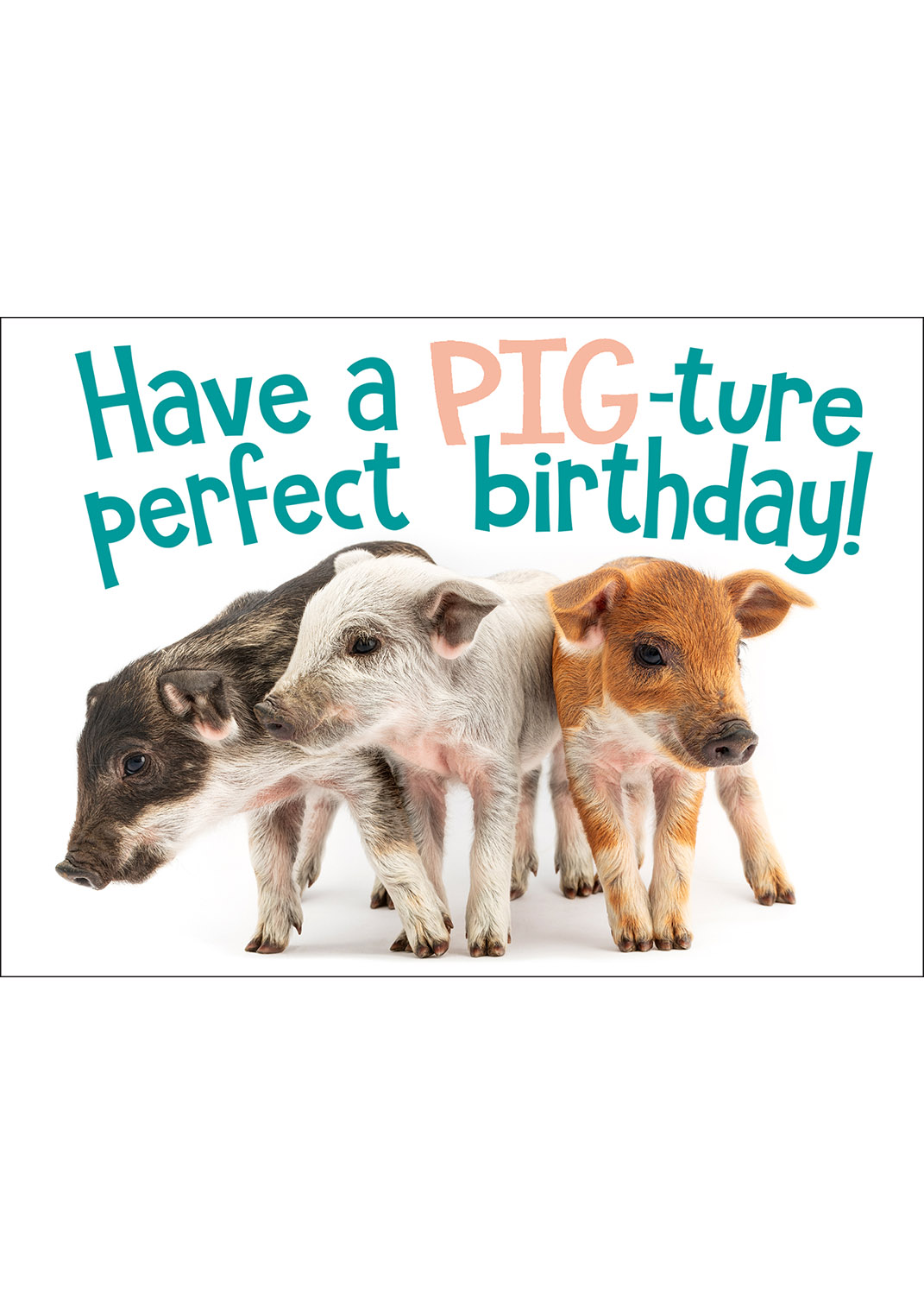Mangalica Piglets Birthday Card