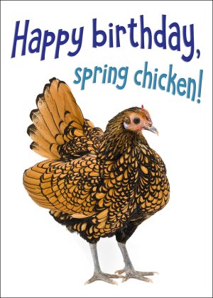 Sebright Bantam Chicken Birthday Card