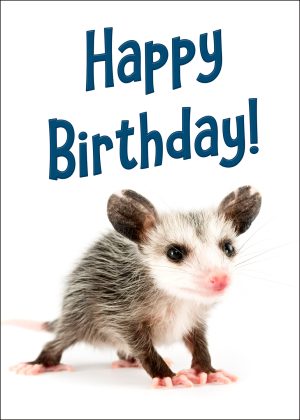 Virginia Opossum Birthday Card