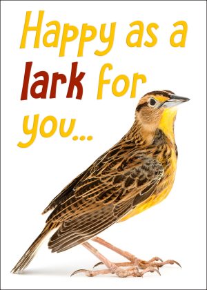 Meadowlark Greeting Card