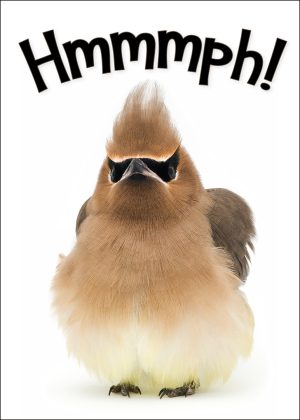 Cedar Waxwing Greeting Card