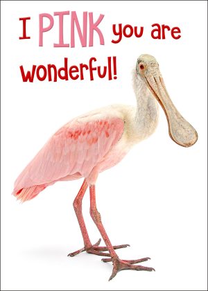 Roseate Spoonbill Friendship Card
